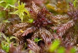 Attēlu rezultāti vaicājumam “Calypogeia sphagnicola”