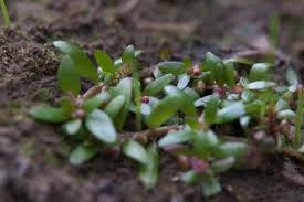 Attēlu rezultāti vaicājumam “Elatinaceae”