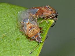 Attēlu rezultāti vaicājumam “Kleidocerys resedae imago”