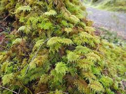 Attēlu rezultāti vaicājumam “moss”