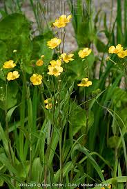 Attēlu rezultāti vaicājumam “Ranunculus lingua flower”