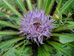 Image result for Blaudistel