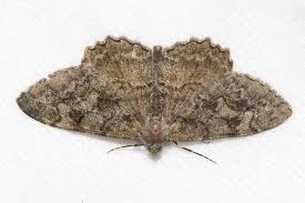 Attēlu rezultāti vaicājumam “Alcis repandata”