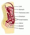 Course of the <b>peritoneum</b>