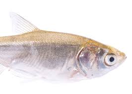 Image result for Hypophthalmichthys molitrix