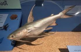 Image result for Bagre marinus