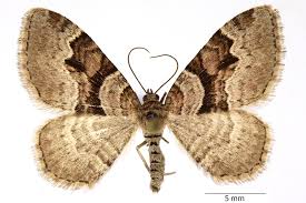 Attēlu rezultāti vaicājumam “Xanthorhoe designata”