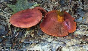 Attēlu rezultāti vaicājumam “Cortinarius sanguineus”