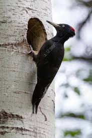 Attēlu rezultāti vaicājumam “Dryocopus martius”