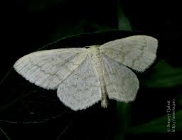 Attēlu rezultāti vaicājumam “Scopula floslactata imago”