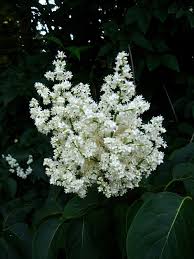 Attēlu rezultāti vaicājumam “Syringa reticulata subsp. amurensis flower”