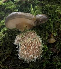 Attēlu rezultāti vaicājumam “Tilachlidium brachiatum”