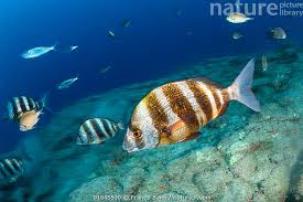 Image result for Diplodus cervinus