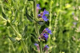 Image result for Ysop