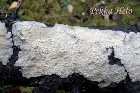 Attēlu rezultāti vaicājumam “Cystostereum murrayi”