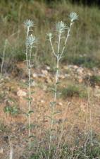 Attēlu rezultāti vaicājumam “Carlina biebersteinii leaf”