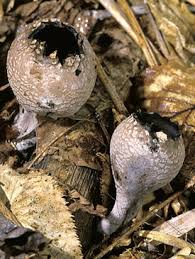 Attēlu rezultāti vaicājumam “Urnula craterium”