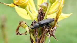 Attēlu rezultāti vaicājumam “Ectinus aterrimus”