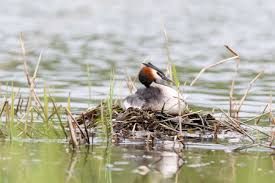 Attēlu rezultāti vaicājumam “Podiceps cristatus nest”