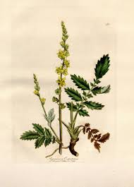 Image result for Agrimonia eupatoria