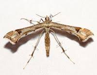 Attēlu rezultāti vaicājumam “Platyptilia gonodactyla”