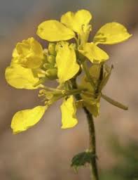 Attēlu rezultāti vaicājumam “Sinapis arvensis”