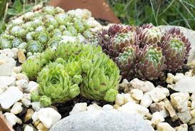 Image result for echtes Hauswurz