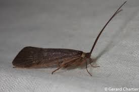 Attēlu rezultāti vaicājumam “Phryganeidae”