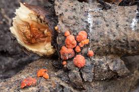 Attēlu rezultāti vaicājumam “Peniophora rufa”