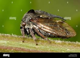 Attēlu rezultāti vaicājumam “Centrotus cornutus”