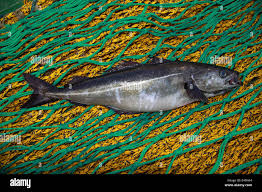 Image result for Pollachius virens