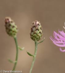 Attēlu rezultāti vaicājumam “Centaurea stoebe fruit”