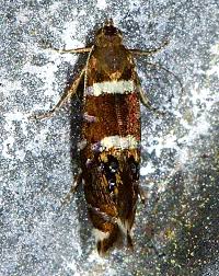 Attēlu rezultāti vaicājumam “Glyphipterigidae”