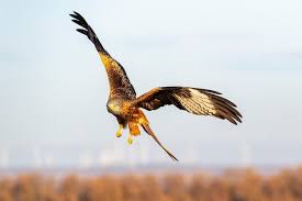 Image result for Milvus milvus