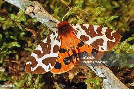 Attēlu rezultāti vaicājumam “Arctia caja”