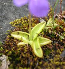 Attēlu rezultāti vaicājumam “Pinguicula vulgaris”