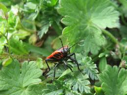 Attēlu rezultāti vaicājumam “Pyrrhocoris apterus imago”