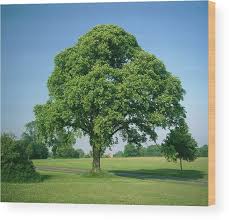 Attēlu rezultāti vaicājumam “Ulmus glabra”