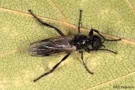 Attēlu rezultāti vaicājumam “Bibionidae”