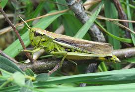 Attēlu rezultāti vaicājumam “Stethophyma grossum”
