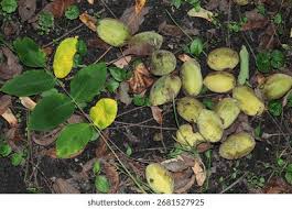 Attēlu rezultāti vaicājumam “Juglans cinerea fruit”