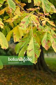 Attēlu rezultāti vaicājumam “Aesculus hippocastanum leaf”