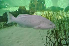 Image result for Mycteroperca microlepis