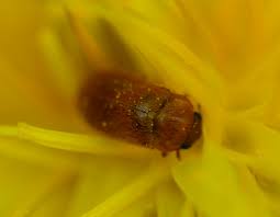 Attēlu rezultāti vaicājumam “Byturus ochraceus”