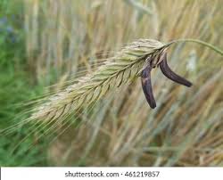 Attēlu rezultāti vaicājumam “Claviceps purpurea”