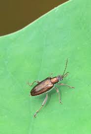 Attēlu rezultāti vaicājumam “Donacia clavipes”