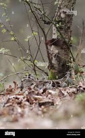 Attēlu rezultāti vaicājumam “Scolopax rusticola nest”