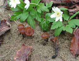 Attēlu rezultāti vaicājumam “Dumontinia tuberosa”