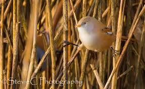 Attēlu rezultāti vaicājumam “Panurus biarmicus female”