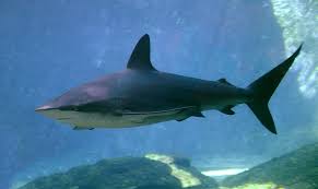 Image result for Carcharhinus obscurus